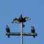 P1220577 - diverse