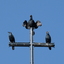 P1220579 - diverse