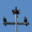 P1220580 - diverse