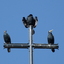P1220581 - diverse