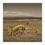 Royston Beach Bike - Abandoned