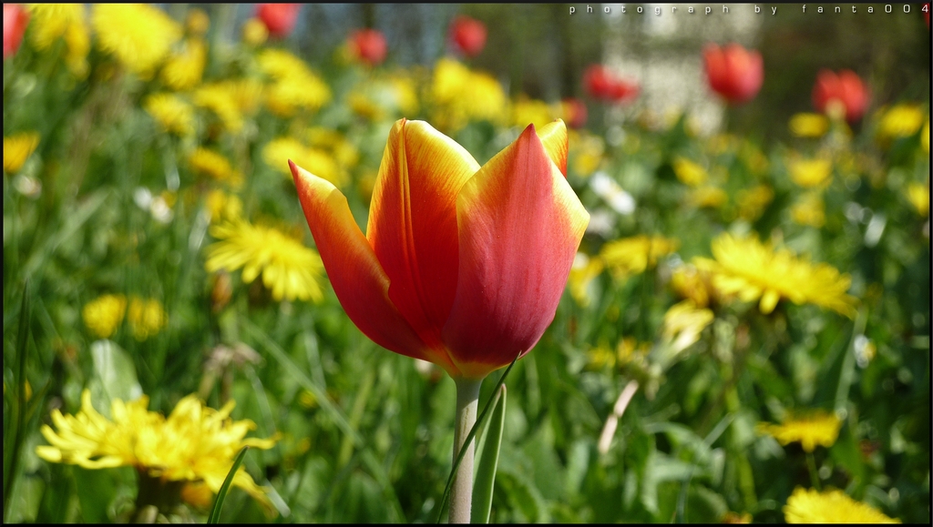 Tulip01 - 