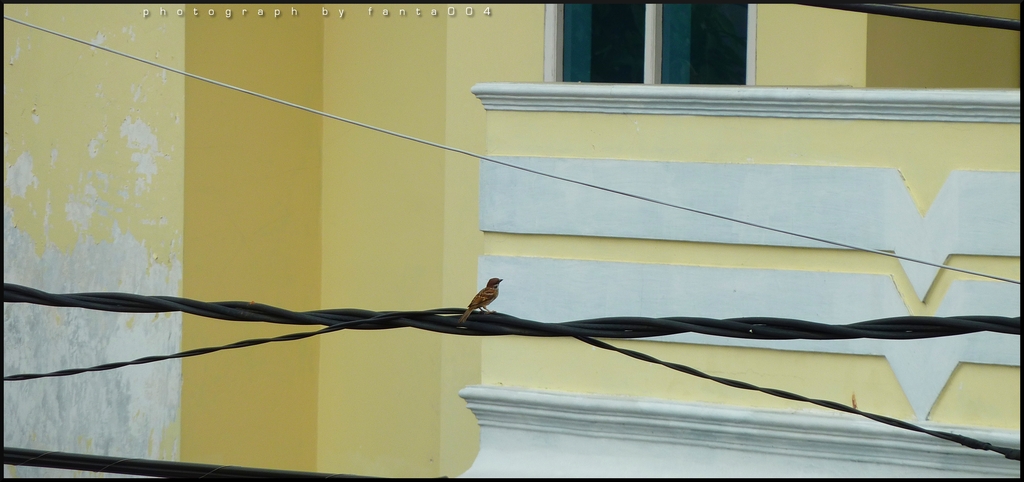 Vogel auf dem Drahtseil Jakarta.02 - 
