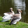 P1220706 - de vogels van amsterdam