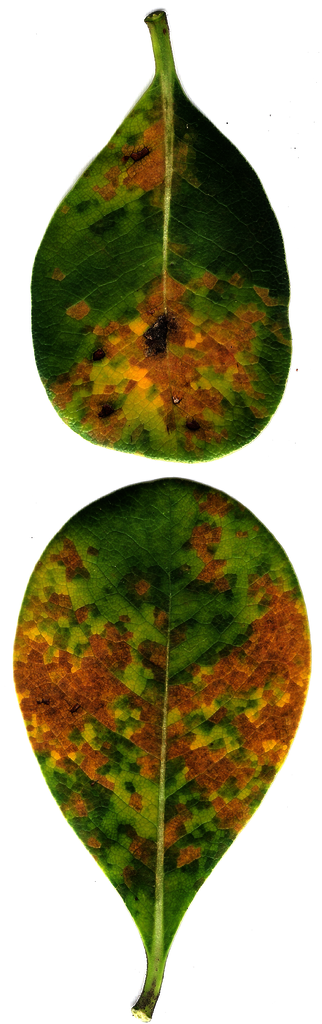 2 greens Picture Box