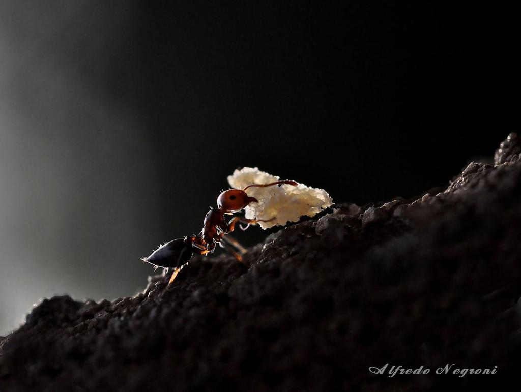 perchÃ¨ non sono nata cicala - 
