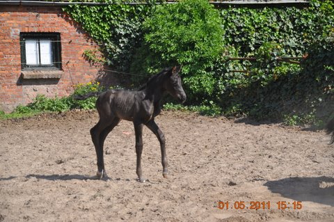 grazia 5  1-5-2011 - 