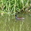 P1230001 - de vogels van amsterdam