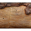 Bark Art Panorama - Panorama Images