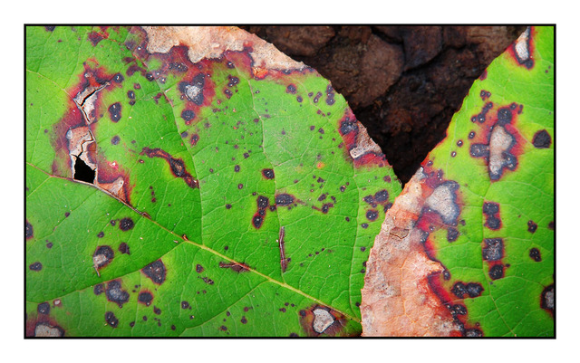 Leaves Decaying Close-Up Photography