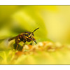 Backyard Wasp - Close-Up Photography