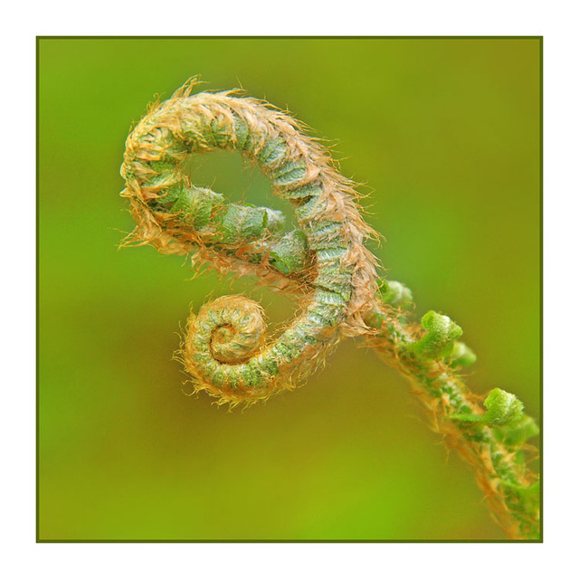 FiddleHead Curves Close-Up Photography