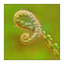 FiddleHead Curves - Close-Up Photography
