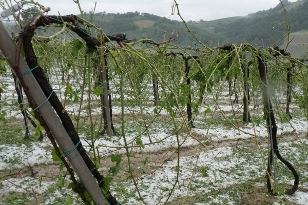 1307288103723 vigneti1 - 