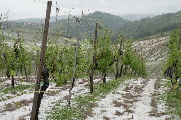 1307288124150 vigneti2 - 