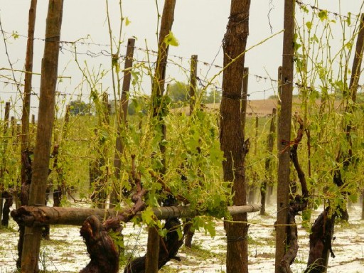 1307294464828 malt6 - 