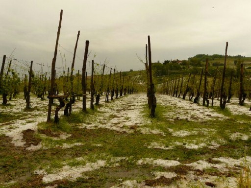 1307294464900 malt7 - 