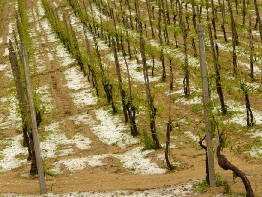 1307294465037 malt9 - 