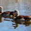 P1220126 - de vogels van amsterdam