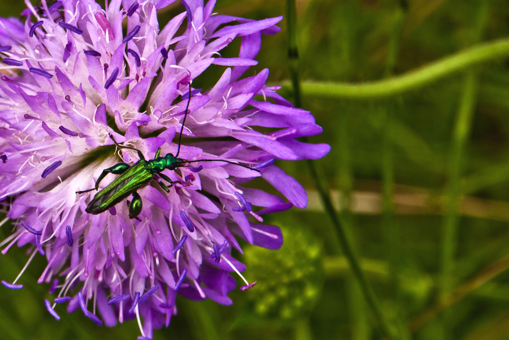 insetto verde 20x30 - 