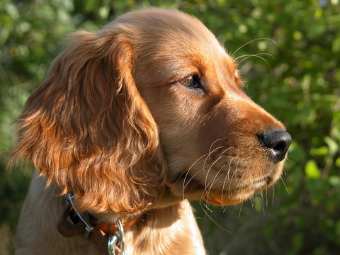 honey portrait - Anonymous