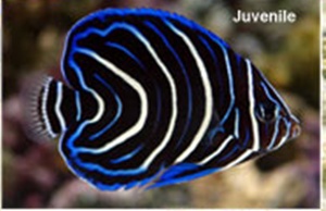 p-88637-Koran-Anglefish - 