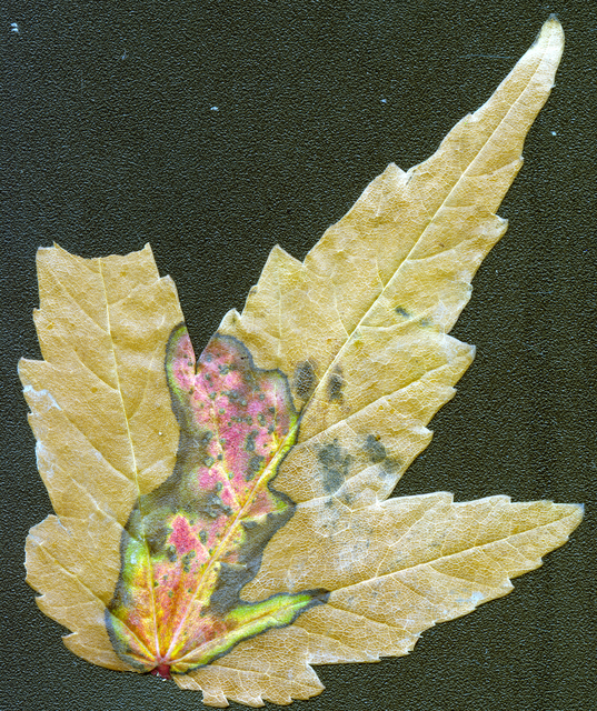 this leaf is exactly how i found it Portfolio fon Bjørn Halden Parramoure