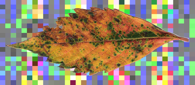 leaf bomb floating Picture Box