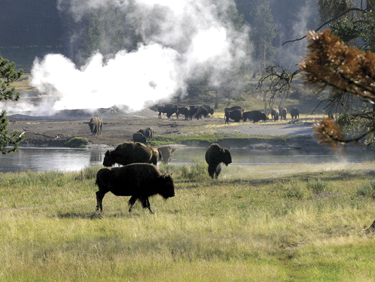 Yellowstone 1001 LR - 