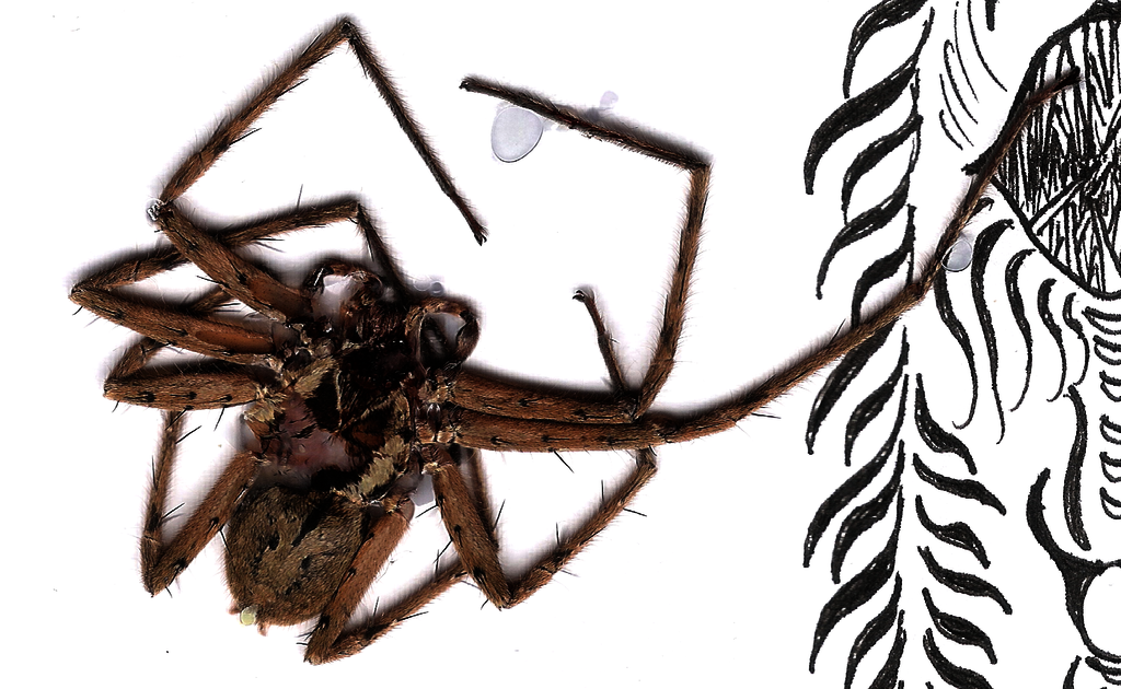 spider closeup 1200 Picture Box