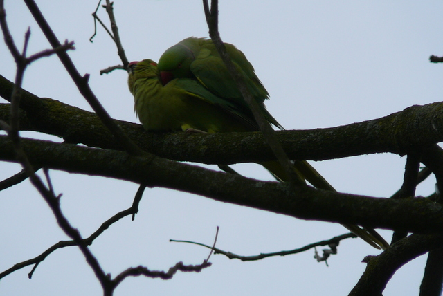 P1060212 Vondelpark