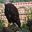 20 - Avifauna 29 juli 2011