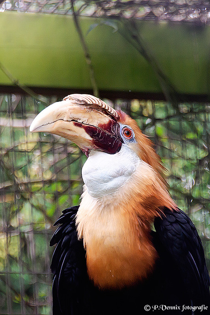 3 Avifauna 29 juli 2011