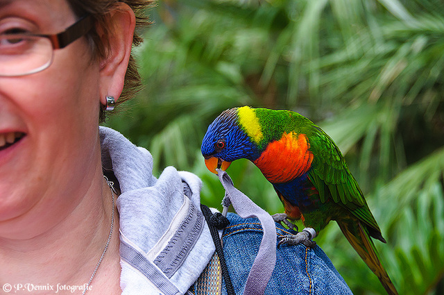 5 Avifauna 29 juli 2011