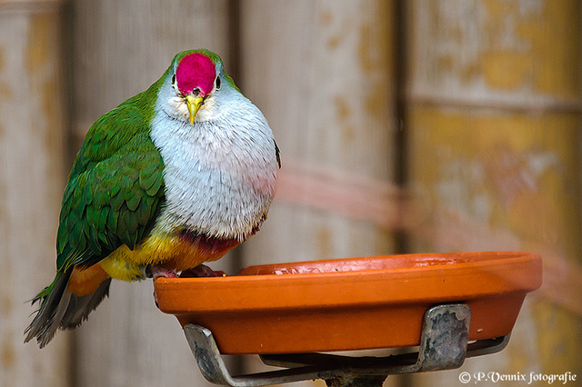 9 Avifauna 29 juli 2011