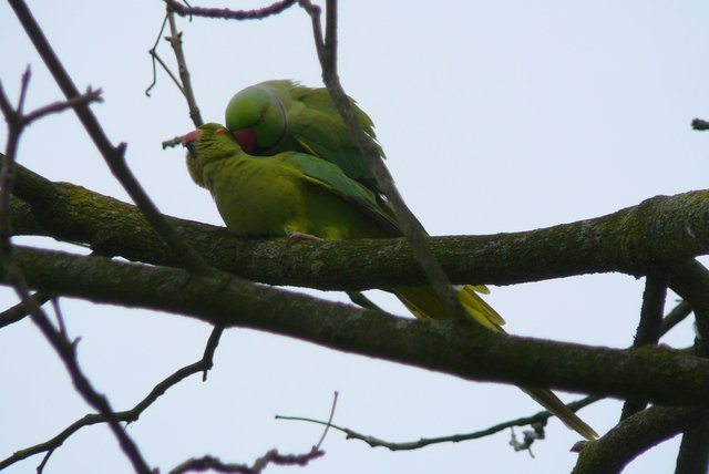 halsband2 Vondelpark