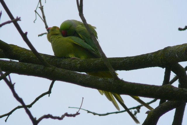 halsband3 Vondelpark