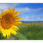 Sunflower on the Beach - Nature Images