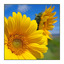 Sunflowers on the Beach - Nature Images