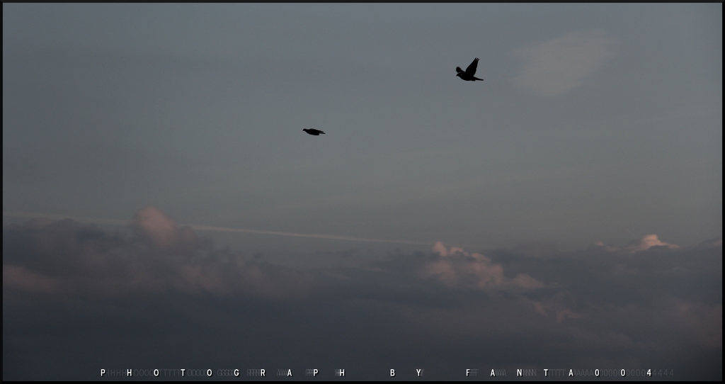 birds in the sky final - 