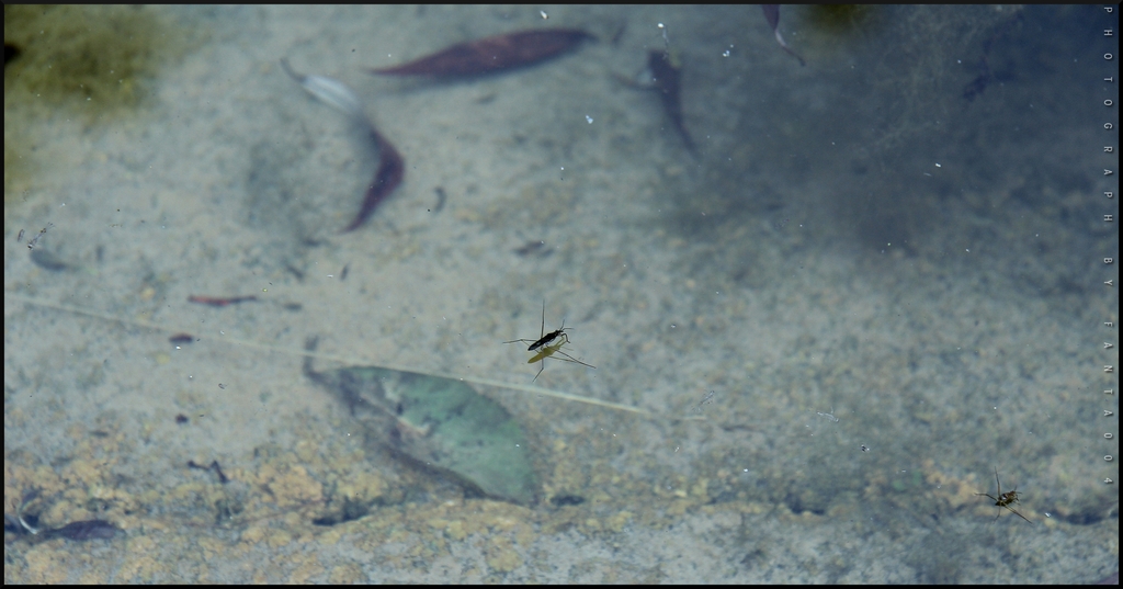 water insect final - 