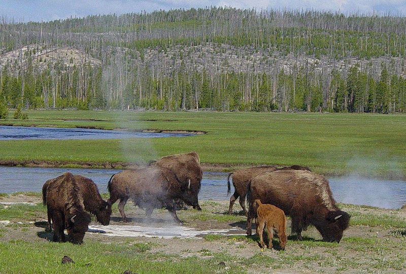 yellowstone-national-park-bison - 