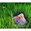 Rocks in the Grass - 35mm photos