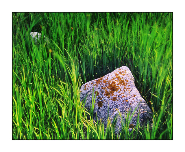 Rocks in the Grass 35mm photos