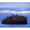 4 Birds on a Rock - Film photography