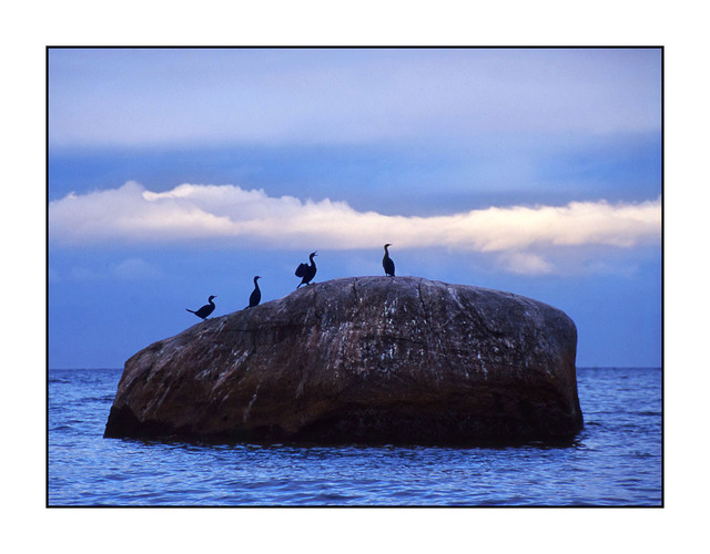 4 Birds on a Rock Film photography