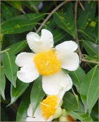 mesua-ferrea 250x250 - 