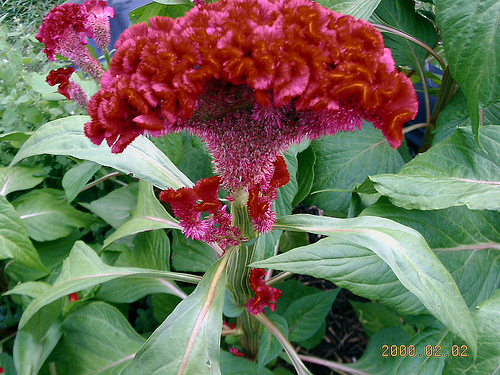 amaranth-flower-8 - 