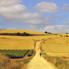 IMGP2434r - Camino de Santiago