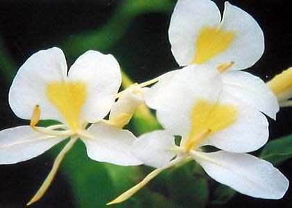 white ginger plant gallery copy - 